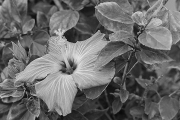This image shows a hibiscus flower characterized by its large, five-petaled form and prominent central staminal column. The monochrome presentation highlights the fine veins and textures of the petals