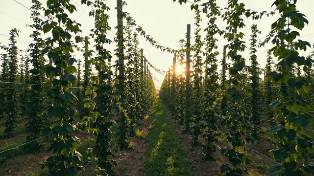 Golden Hour Sunlight Shining Through Rows of Green Hops Plants in a Field at Sunset