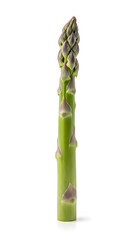 Fototapeta premium Vibrant Green Asparagus Spear Standing Upright, Fresh and Healthy Vegetable Produce