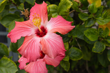 This image shows a hibiscus flower characterized by its large, five-petaled form and prominent central staminal column. The monochrome presentation highlights the fine veins and textures of the petals