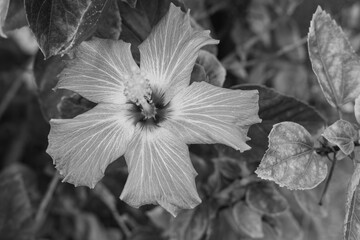 This image shows a hibiscus flower characterized by its large, five-petaled form and prominent central staminal column. The monochrome presentation highlights the fine veins and textures of the petals