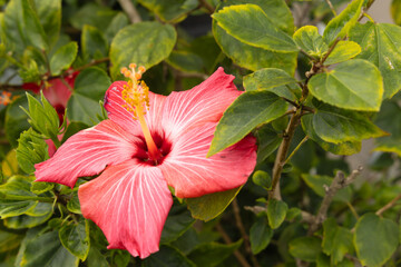 This image shows a hibiscus flower characterized by its large, five-petaled form and prominent central staminal column. The monochrome presentation highlights the fine veins and textures of the petals