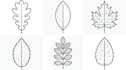 set of six different leaf illustrations on white background