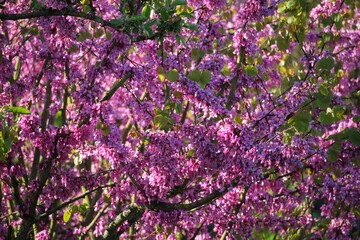 Arbre de Jud&eacute;e