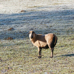 (Ovis gmelini aries) Das Kamerunschaf  oder Djallonke mit hellbraunem Fell und d&uuml;nnen, schwarz gefleckten Beinen mitten auf einer Weide im Winter
