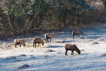 Eine Herde junger Kamerunschaf (Ovis gmelini aries) , die auf Gras auf einer gefrorenen Weide grasen
