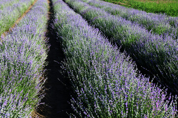 lavender field with tree with cloudy sky