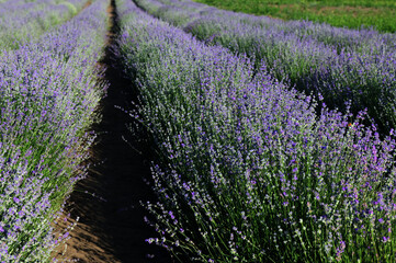 lavender field with tree with cloudy sky