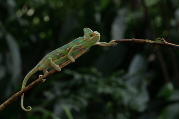 A male veiled chameleon Chamaeleo calyptratus crawling on a branch, natural bokeh background	