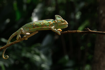A male veiled chameleon Chamaeleo calyptratus crawling on a branch, natural bokeh background	