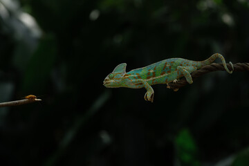 A male veiled chameleon Chamaeleo calyptratus crawling on a branch, natural bokeh background	
