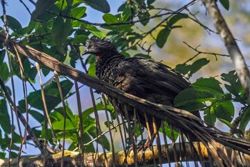 A large guan perches on a tree branch, searching for a better hiding spot.