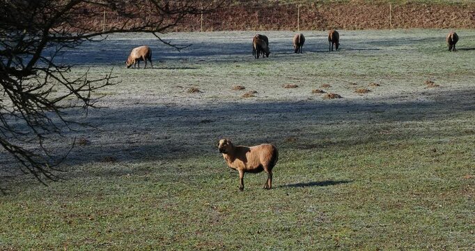 Kamerunschaf (Ovis gmelini aries), Westafrikanischen Zwergschaf oder Djallonk&eacute; weiden im Winter auf einem frostigen Feld
