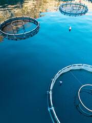 Aerial view of a fish farm with floating cages arranged on the water surface. Modern aquaculture and sustainable seafood production