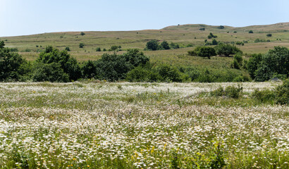 Rural meadow with daisy flowers