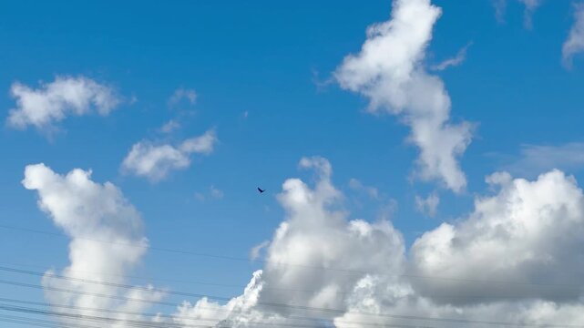 Common kestrel hovering, falcon in the air against a blue background, power lines visible, small clouds, falcon flying and hovering, Falco tinnunculus