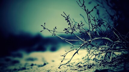 Close up of bare branches of a dead shrub with delicate twigs against a blurred background on the ground