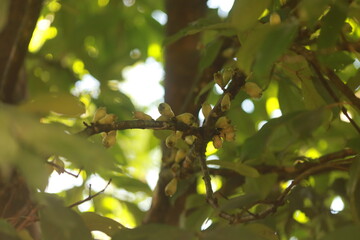 Frutos de jambo em diferentes est&aacute;gios de desenvolvimento em meio &agrave; vegeta&ccedil;&atilde;o tropical.