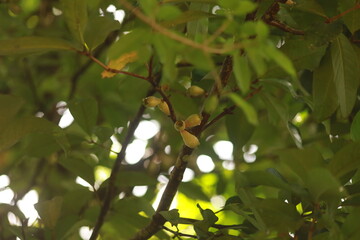 Ramos de jambeiro carregados de frutos verdes, sinal de safra abundante na floresta tropical.