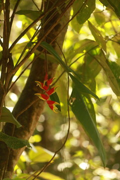 Helic&ocirc;nia pendente com br&aacute;cteas vermelhas e amarelas na Mata Atl&acirc;ntica brasileira, em ambiente de floresta tropical.