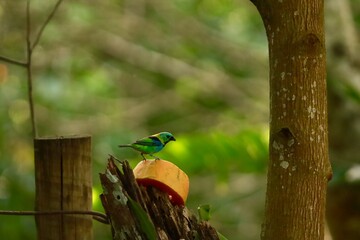 Sa&iacute;ra-sete-cores (Tangara seledon) pousada sobre tronco com peda&ccedil;o de mam&atilde;o, em composi&ccedil;&atilde;o natural com fundo verde desfocado.