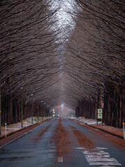 マキノ高原 メタセコイア並木