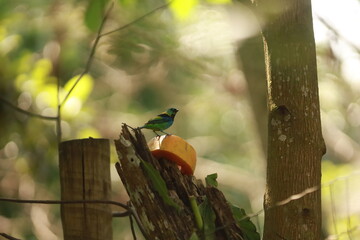 Sa&iacute;ra-sete-cores (Tangara seledon) alimentando-se de mam&atilde;o apoiado sobre tronco de madeira, em ambiente natural.