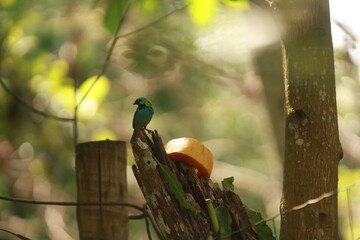 Sa&iacute;ra-sete-cores (Tangara seledon) observando alimento sobre tronco, em cena de intera&ccedil;&atilde;o alimentar em ambiente florestal.