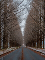 マキノ高原 メタセコイア並木