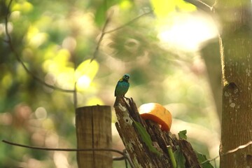 Sa&iacute;ra-sete-cores (Tangara seledon) pousada sobre tronco de madeira, pr&oacute;xima a peda&ccedil;o de mam&atilde;o, em ambiente natural de floresta.