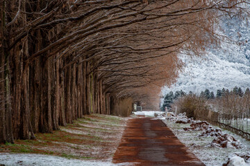 マキノ高原 メタセコイア並木