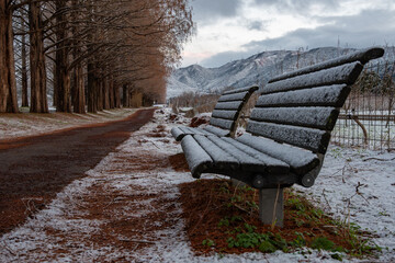 マキノ高原 メタセコイア並木