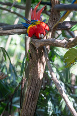 Scarlet Macaw is perched in the tropical rainforests of Costa Rica