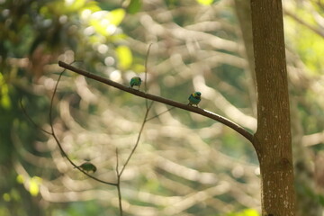 Duas sa&iacute;ras-sete-cores (Tangara seledon) pousadas em galho horizontal junto ao tronco de &aacute;rvore, em ambiente natural de floresta.
