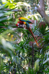 Scarlet Macaw is perched in the tropical rainforests of Costa Rica