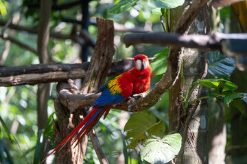 Scarlet Macaw is perched in the tropical rainforests of Costa Rica