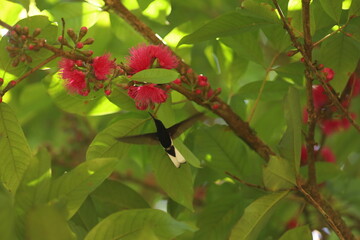 Beija-flor-de-tesoura em voo enquanto se alimenta das flores rosadas do jambeiro, registrando o processo natural de poliniza&ccedil;&atilde;o na Mata Atl&acirc;ntica.