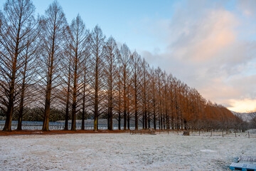 マキノ高原 メタセコイア並木