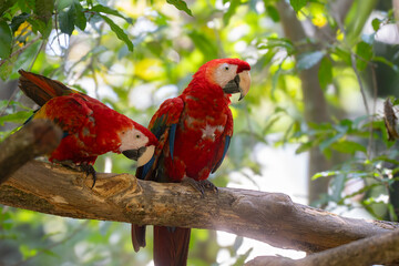 Scarlet Macaw is perched in the tropical rainforests of Costa Rica
