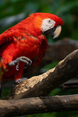 Scarlet Macaw is perched in the tropical rainforests of Costa Rica