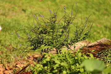 Gerv&atilde;o-roxo crescendo livremente em ambiente rural, planta medicinal nativa muito presente em quintais, ro&ccedil;as e &aacute;reas de regenera&ccedil;&atilde;o.