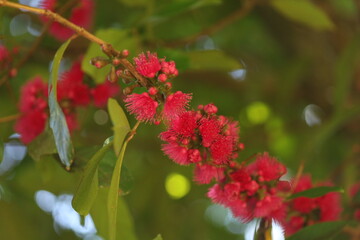 Flores rosadas de jambeiro em flora&ccedil;&atilde;o, iluminadas pela luz natural da Mata Atl&acirc;ntica, revelando texturas delicadas e a exuber&acirc;ncia da flora tropical brasileira.