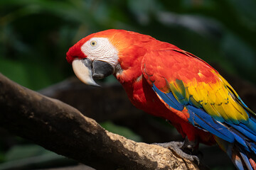 Scarlet Macaw is perched in the tropical rainforests of Costa Rica