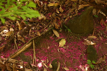 Detalhe de ra&iacute;zes de &aacute;rvore e flores de jambo espalhadas pelo ch&atilde;o da floresta, criando contraste entre tons terrosos e rosa intenso.