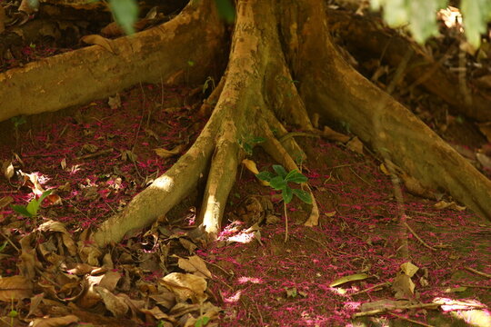 Ra&iacute;zes de &aacute;rvore cercadas por folhas secas e flores de jambo no ch&atilde;o, representando o ciclo natural da vida na floresta tropical.
