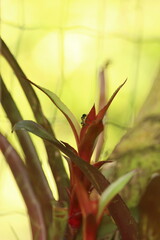 Brom&eacute;lia em ambiente natural com formiga em intera&ccedil;&atilde;o direta, s&iacute;mbolo da biodiversidade e das rela&ccedil;&otilde;es sutis da floresta tropical brasileira.