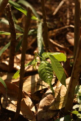Pequena muda de cacau em fase inicial de crescimento em &aacute;rea rural de reflorestamento na Mata Atl&acirc;ntica.