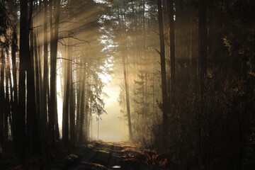 A path through autumn forest on a foggy morning, second half of December, Poland