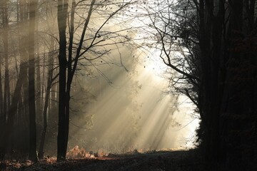 Path through the autumn coniferous forest during sunrise, middle of December, Poland