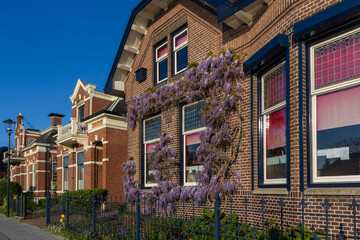 Blooming purple wisteria on the facade of a traditional brick house in Bedum. Spring atmosphere of a sunny Dutch street